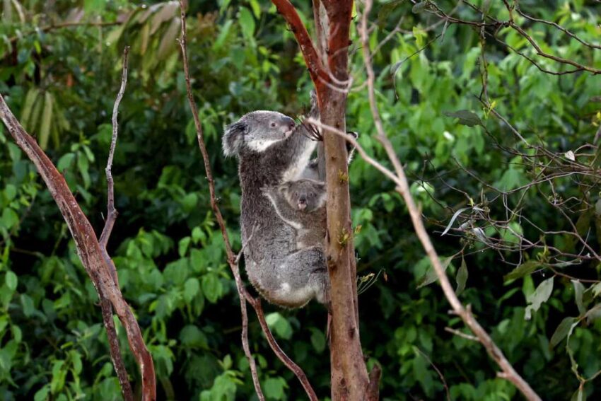 Koala Chlamydia Vaccine Approved in Australia