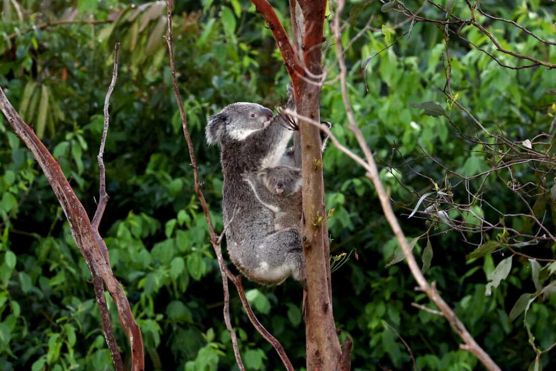 Koala Chlamydia Vaccine Approved in Australia